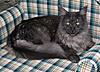 Some Cat Piccies-raggles-1.jpg