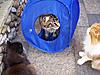Shimba seems to have outgrown his hut...-100_2319.jpg