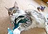 Gracie is 1 year old today!-gracie1yr2.jpg