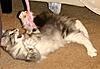 Gracie is 1 year old today!-gracie16wks1.jpg