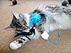 Gracie is 1 year old today!-gracie1yr.jpg