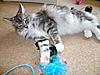 Gracie is 1 year old today!-gracie1yr3.jpg