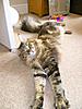 Monty's not so scrawny anymore - especially for Candes!-monty1.jpg