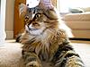 Monty's not so scrawny anymore - especially for Candes!-monty2.jpg
