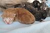 We have Babies-kittens-2011-034.jpg