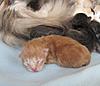 We have Babies-kittens-2011-035.jpg