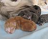 We have Babies-kittens-2011-042.jpg