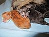 We have Babies-kittens-2011-043.jpg