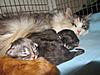 We have Babies-kittens-2011-044.jpg