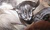 We have Babies-kittens-2011-045.jpg