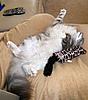 Lazing on a Sunday Afternoon ...-g-m5.jpg