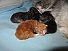 We have Babies-10-05-kittens-2011-013.jpg