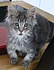 Meet Little Dot - Kitten 5!-dot-30-4-2011.jpg