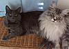 What made you choose a Maine Coon?-blu_dakota-2-.jpg