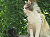 Update on Mimi..... Think she is just coming in to call!!-mimi218-05-2011.jpg