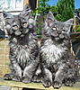 Storm's new home :)-storm-raggles.jpg