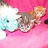 We have Babies-kittens-28-05-2011-104.jpg