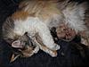 Update on Mimi..... Think she is just coming in to call!!-mimis-babies-005.jpg