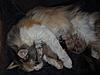 Update on Mimi..... Think she is just coming in to call!!-mimis-babies-001.jpg