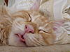 Happy 6 month Birthday to my cubs-p1010359.jpg