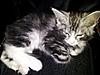 Storm's new home :)-2011-05-27_19.01.57.jpg