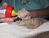 Corrigan and Mimi have babies-corrigans-babies-boys-geboren-04-06-2011-020.jpg