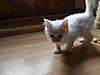Nanuk's here!-cimg1145.jpg