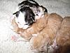 Corrigan and Mimi have babies-kittens-073.jpg