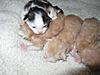 Corrigan and Mimi have babies-kittens-074.jpg