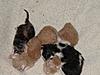 Corrigan and Mimi have babies-kittens-084.jpg