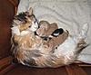 Corrigan and Mimi have babies-kittens-119.jpg