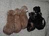 Corrigan and Mimi have babies-kittens-063.jpg