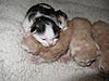 Corrigan and Mimi have babies-kittens-079.jpg