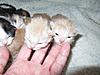 Corrigan and Mimi have babies-kittens-078.jpg