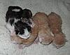 Corrigan and Mimi have babies-kittens-080.jpg