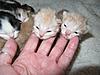 Corrigan and Mimi have babies-kittens-077.jpg