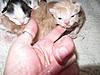 Corrigan and Mimi have babies-kittens-076.jpg