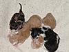 Corrigan and Mimi have babies-kittens-085.jpg