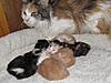 Corrigan and Mimi have babies-kittens-089.jpg