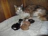 Corrigan and Mimi have babies-kittens-092.jpg