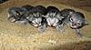 Corrigan and Mimi have babies-kittens-099.jpg