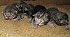 Corrigan and Mimi have babies-kittens-093.jpg