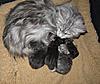 Corrigan and Mimi have babies-kittens-120.jpg