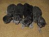 Corrigan and Mimi have babies-kittens-103.jpg