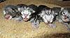 Corrigan and Mimi have babies-kittens-098.jpg