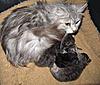 Corrigan and Mimi have babies-kittens-113.jpg