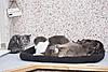 New bed...-3-bed.jpg