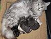 Corrigan and Mimi have babies-photos-general-cats-17-06-2011-037.jpg