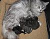 Corrigan and Mimi have babies-photos-general-cats-17-06-2011-033.jpg