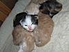 Corrigan and Mimi have babies-photos-general-cats-17-06-2011-041.jpg